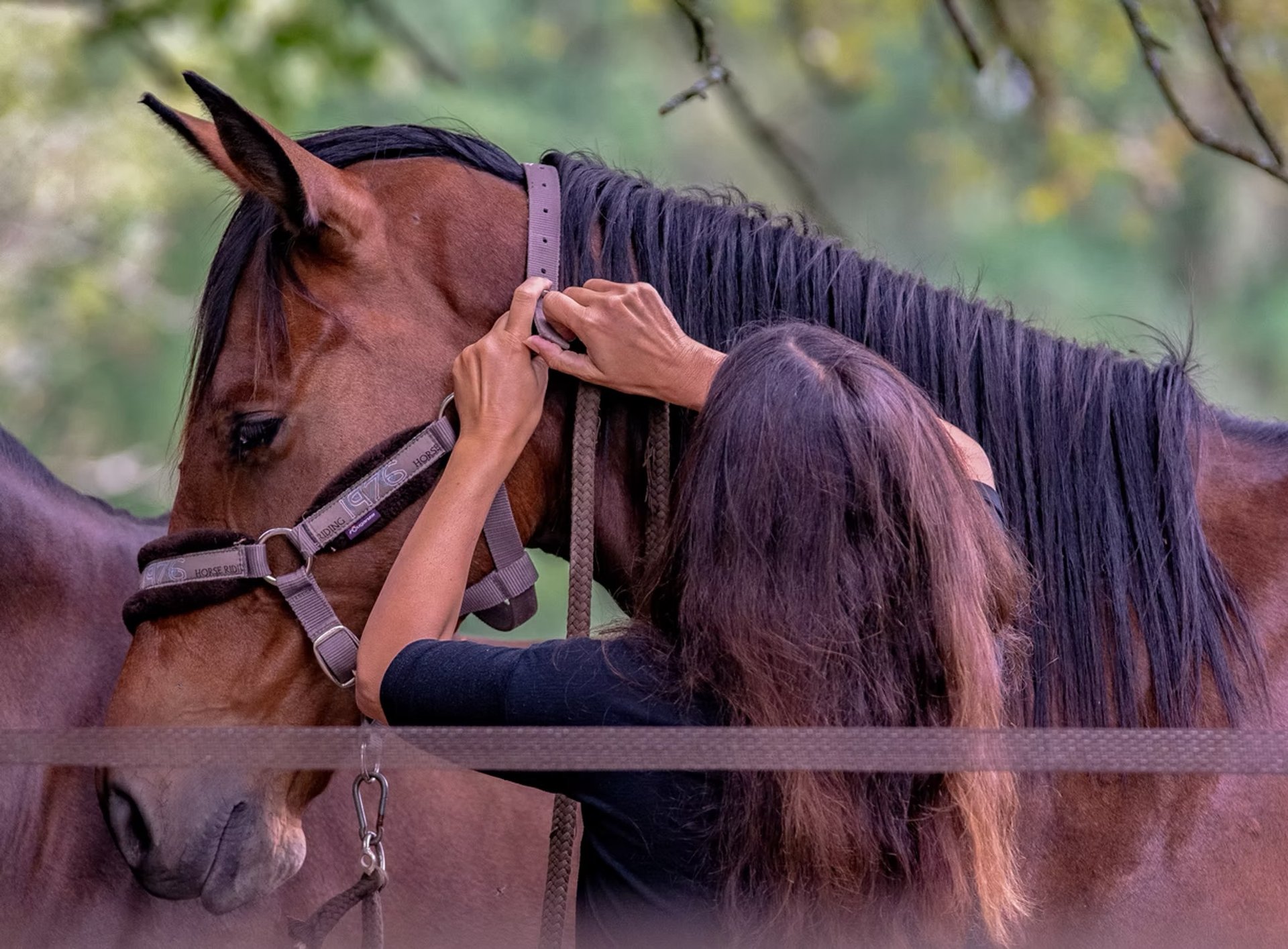 Connexion homme-cheval